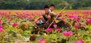 satla village of waterlily barisal