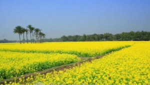 Jhitka Mustard Field