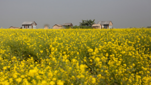 Jhitka Mustard Field