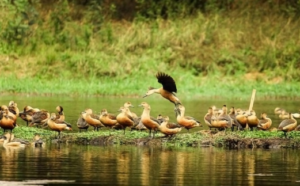 Bird's House Jahangirnagar Is Lucrative Place In Bangladesh 