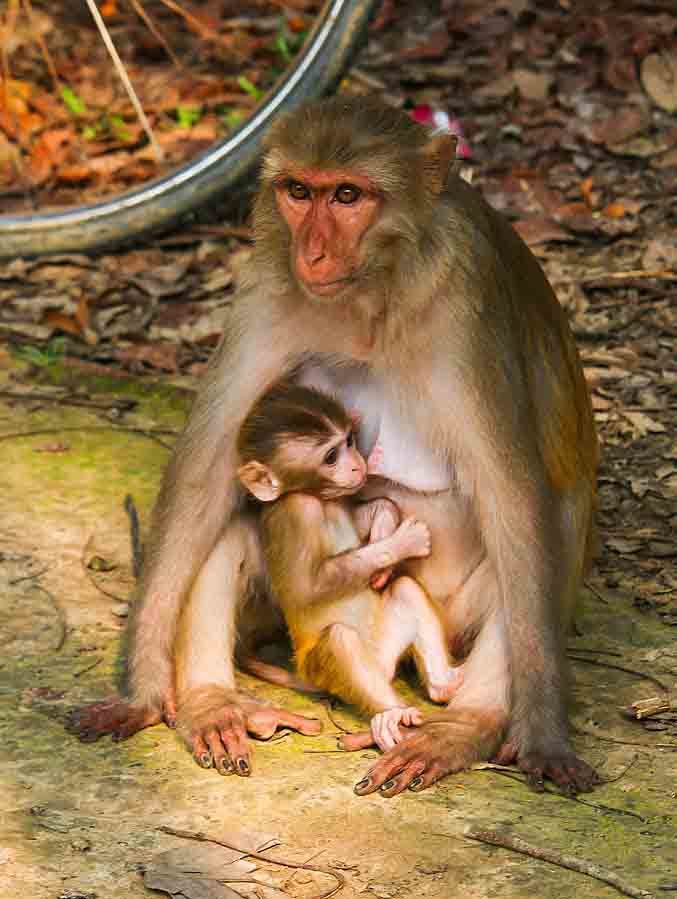 Madhupur National Park