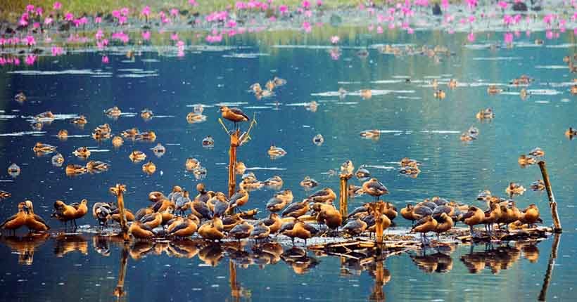 Migratory Birds Of Jahangirnagar University