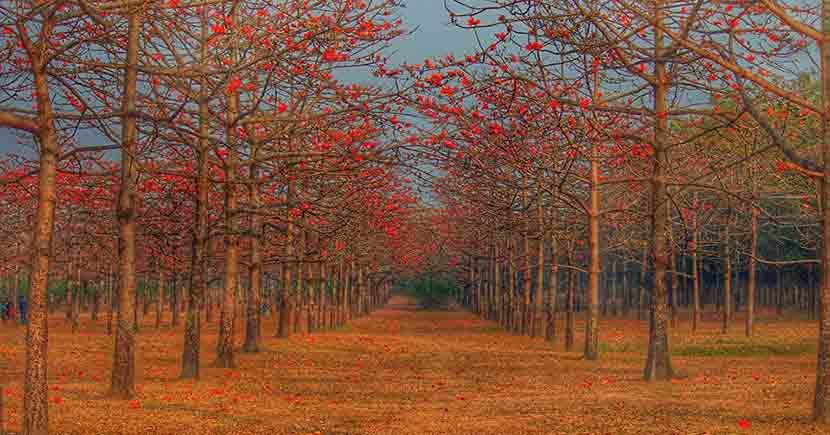 shimul bagan sunamganj