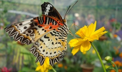 Butterfly Park