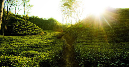 Kodala Tea Garden