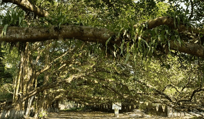 Banyan Tree