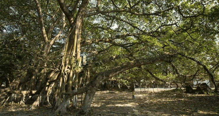 Banyan Tree