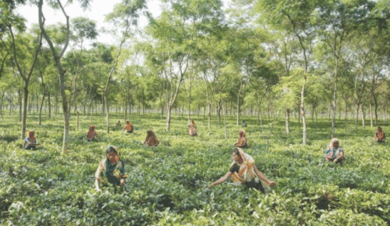 Kazi And Kazi Tea Estate Limited