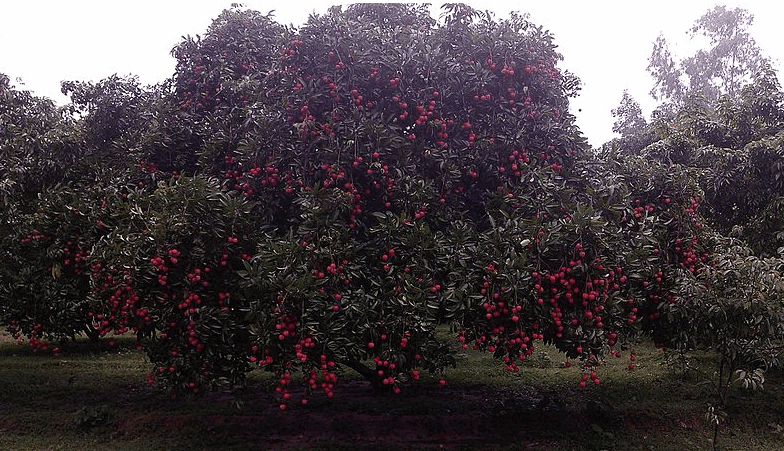 Lichi Bagan