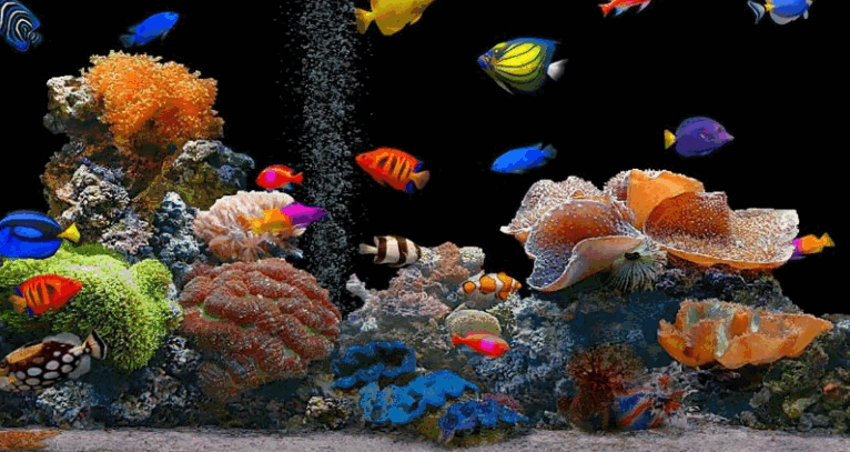 Radient Fish World