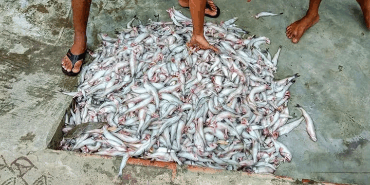 Alipur Fish Market