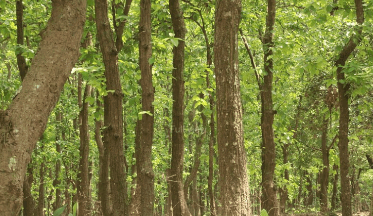 Bhawal National Park