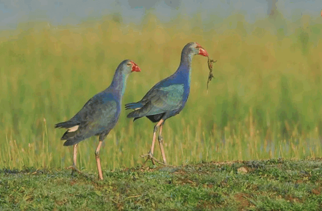 Hakaluki Haor 