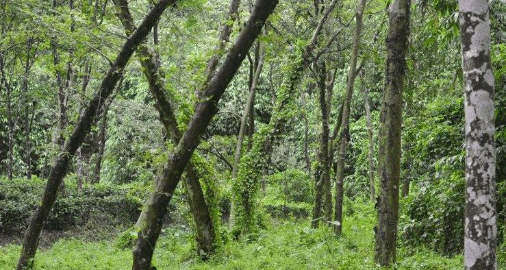 Khadimnagar National Park