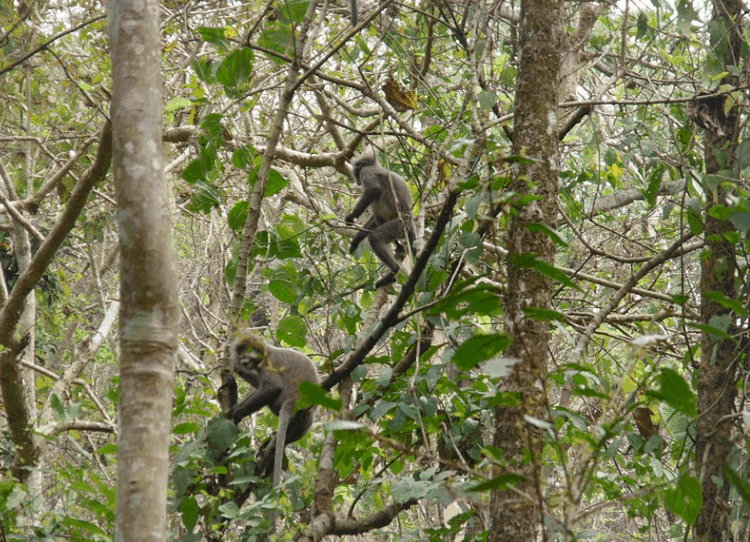 Lawachara Eco Park