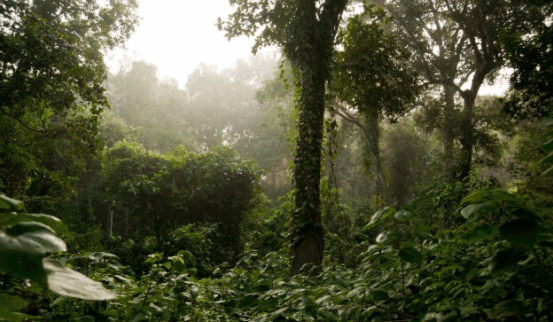 Rema Kalenga Reserved Forest