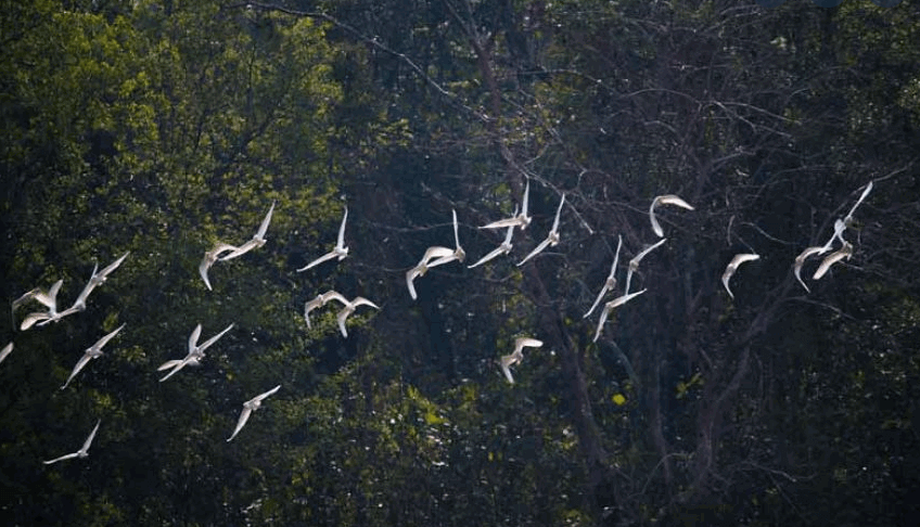 Rema Kalenga Reserved Forest