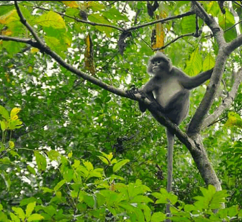 Rema Kalenga Reserved Forest