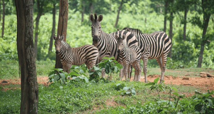 Safari Park