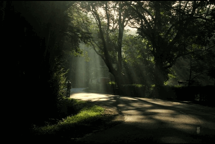 Satchari National Forest