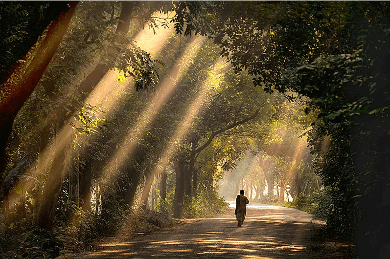 Satchari National Forest