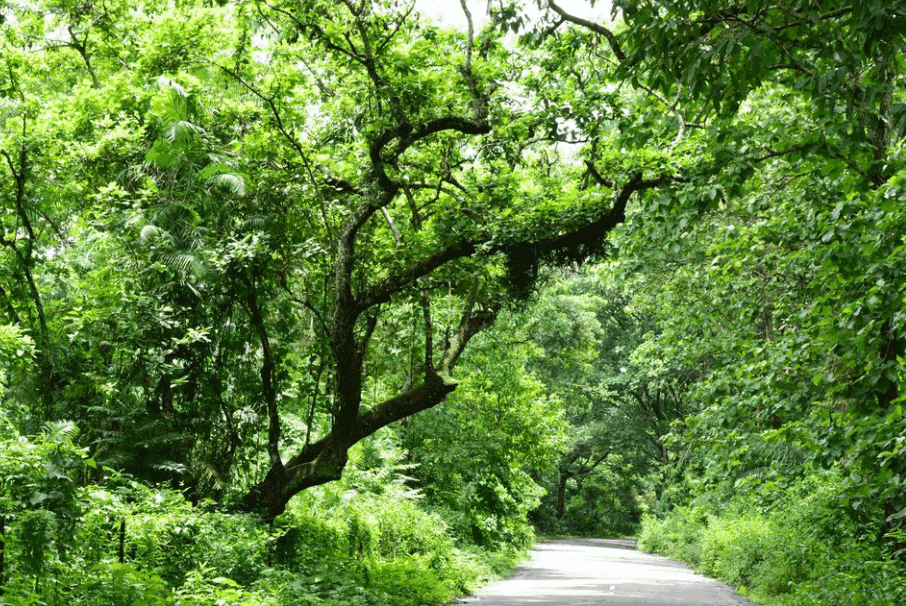 Satchari National Forest