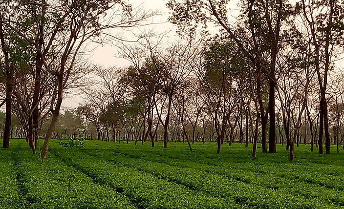 Tetulia Tea Garden