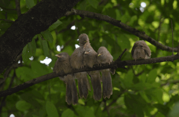 Zinda Park