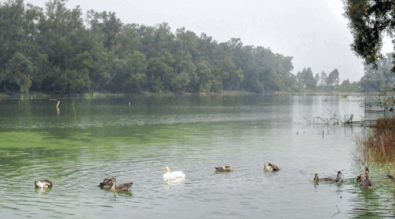 Alta Dighi