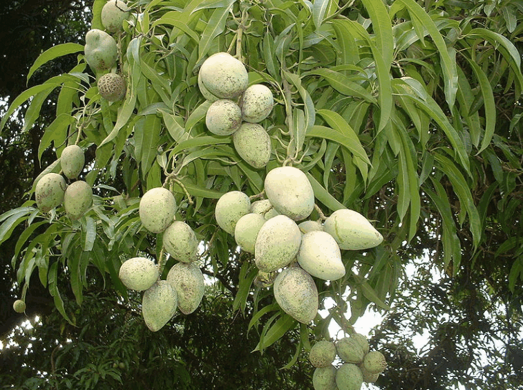 Harivanga Mango