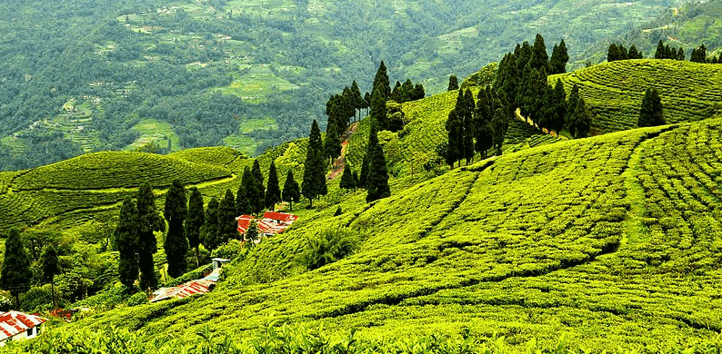 Ilam Girl Of Himalai