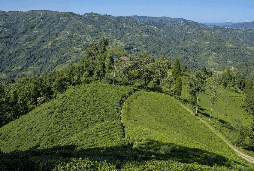 Ilam Girl Of Himalai