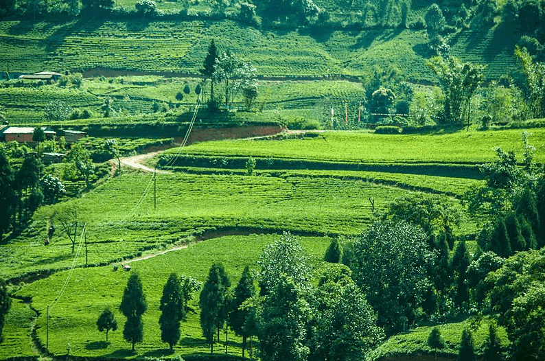 Ilam Girl Of Himalai