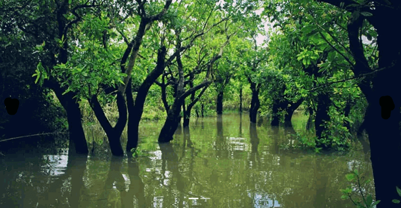 Jugirkandi Mayabon