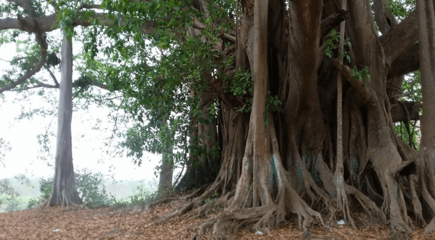 Banyan Tree