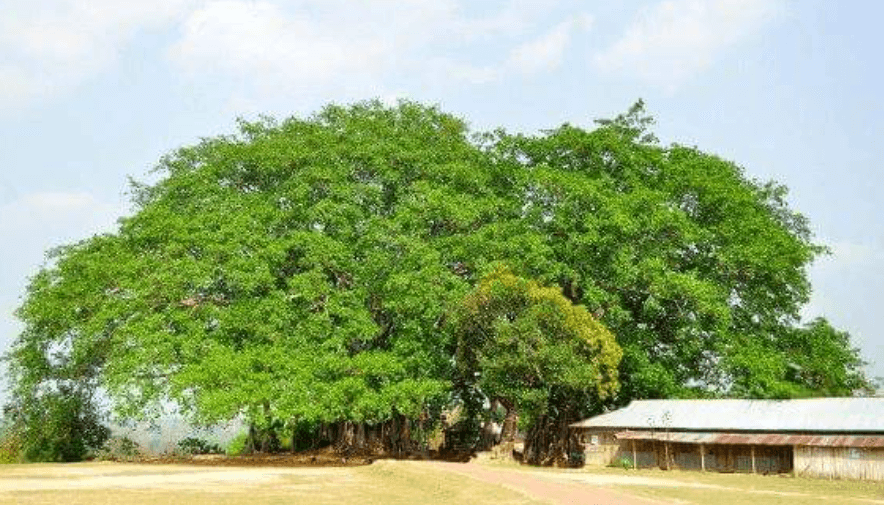 Banyan Tree